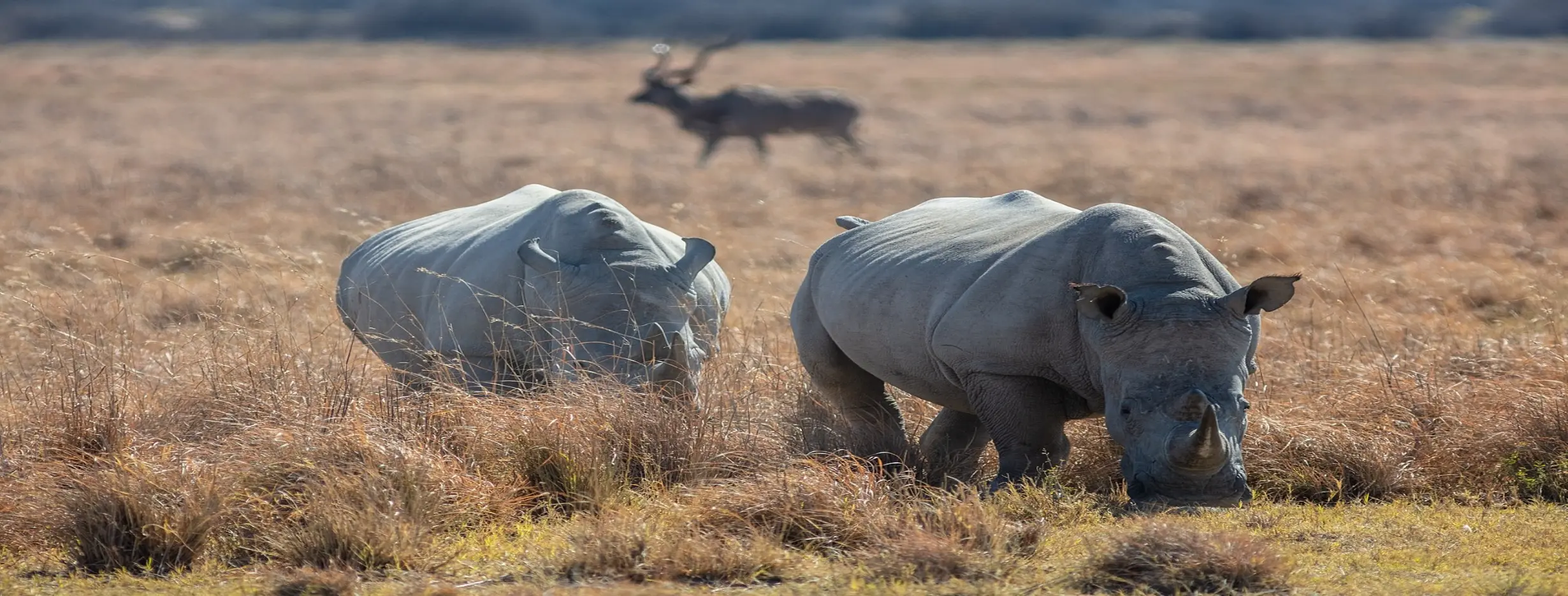 Image for Khama Rhino Sanctuary